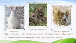 През3 300x169 Детская презентация   Я познаю природу